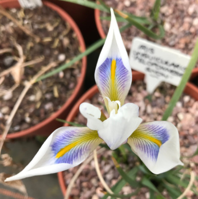 Iris unguicularis 'Peloponnese Snow' 